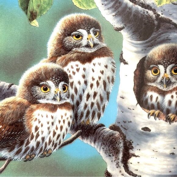 Knowles Co Northern Pygmy owls decorative plate - Picture 3 of 7